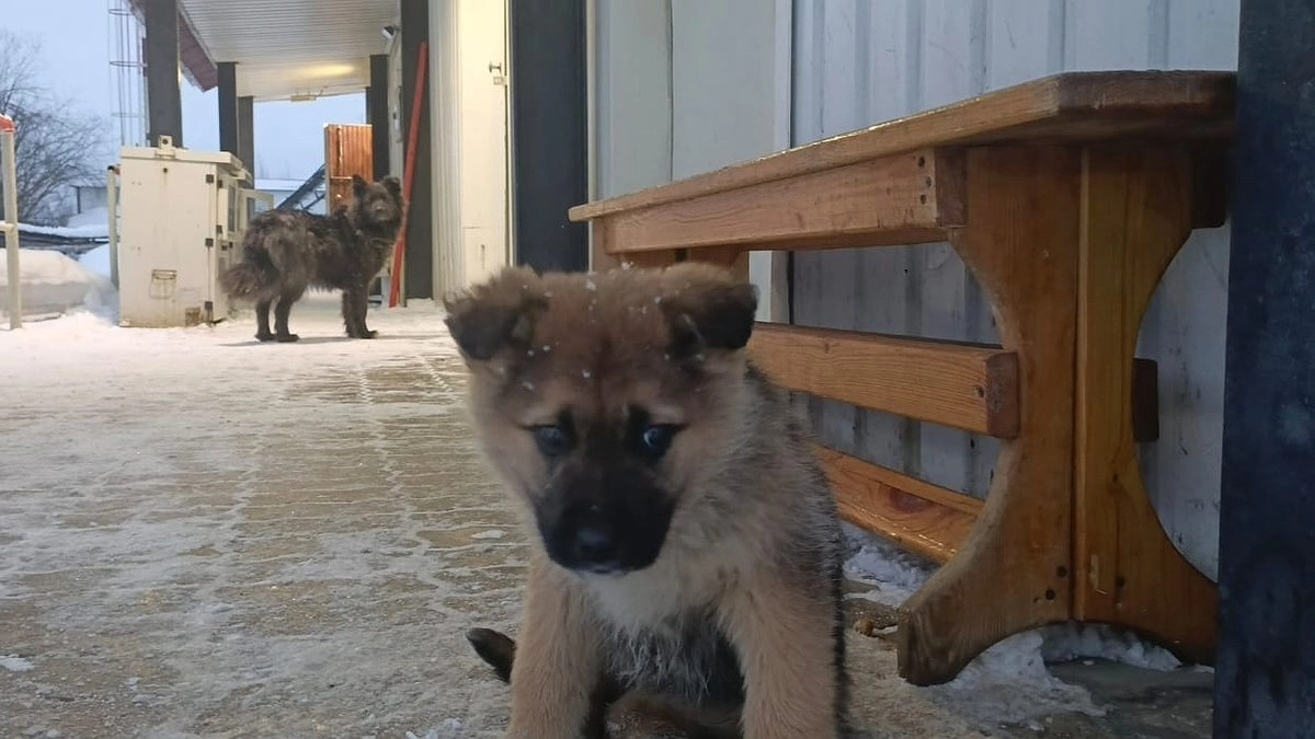 Главная картинка новости: В Коми волонтеры борются за жизнь жестоко избитой собаки, найденной в мешке в поле