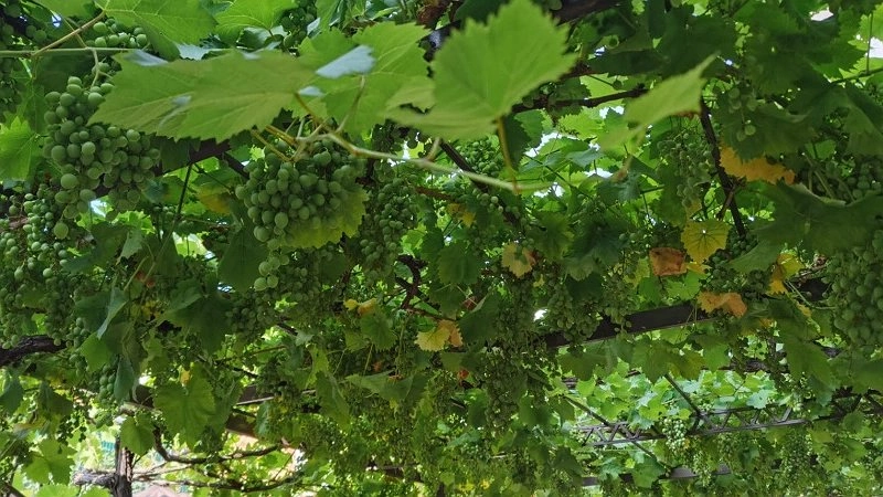 Эта ягода — самая вредная: а мы покупаем её, чтобы порадовать себя, ещё и детей заставляем есть