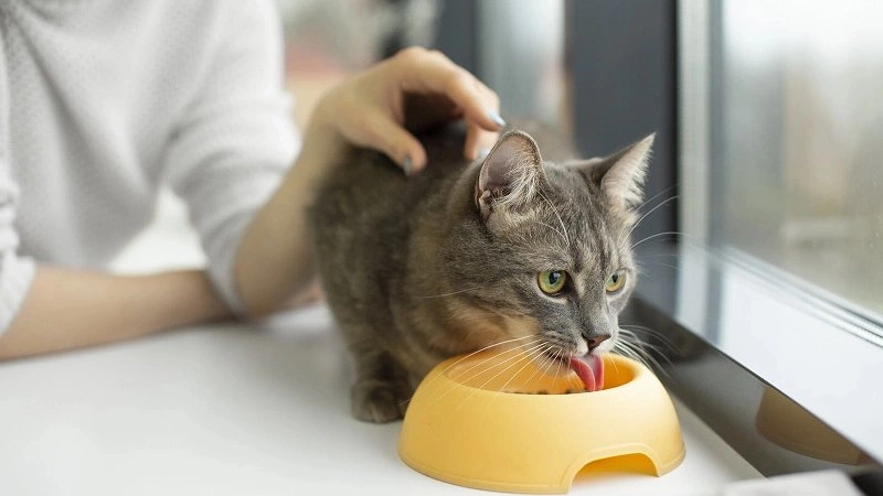 Главная картинка новости: «Не травите этим кошек»: в Роскачестве назвали некачественные бренды корма для животных