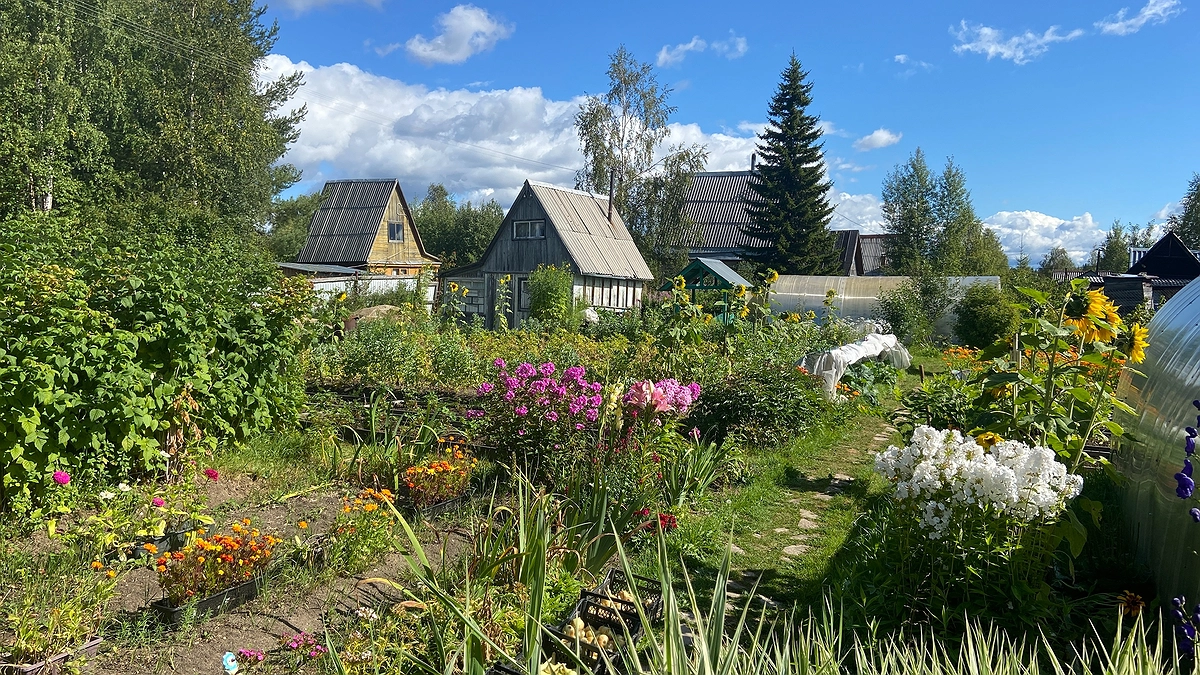 Главная картинка новости: Сода больше не нужна: инженер назвал два средства для очистки выгребной ямы без откачки – естественный процесс разложения