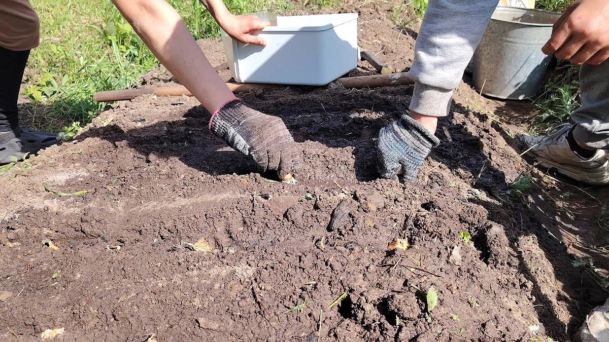 Янтарная кислота для огорода: 7 подробных вариантов применения