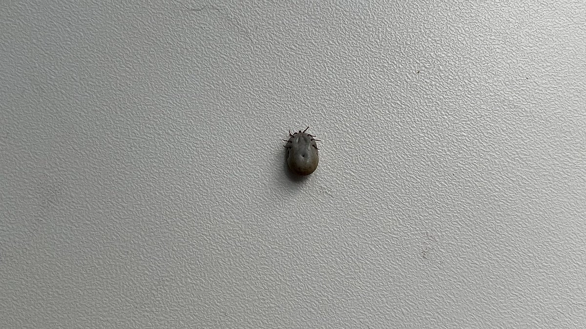 Главная картинка новости: В Коми 63 человека заразились вирусами, передающимися клещами