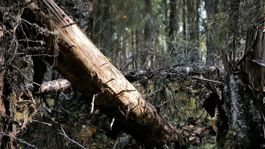 Главная картинка новости: Спасатели Коми вернули детей, заблудившихся на городской базе