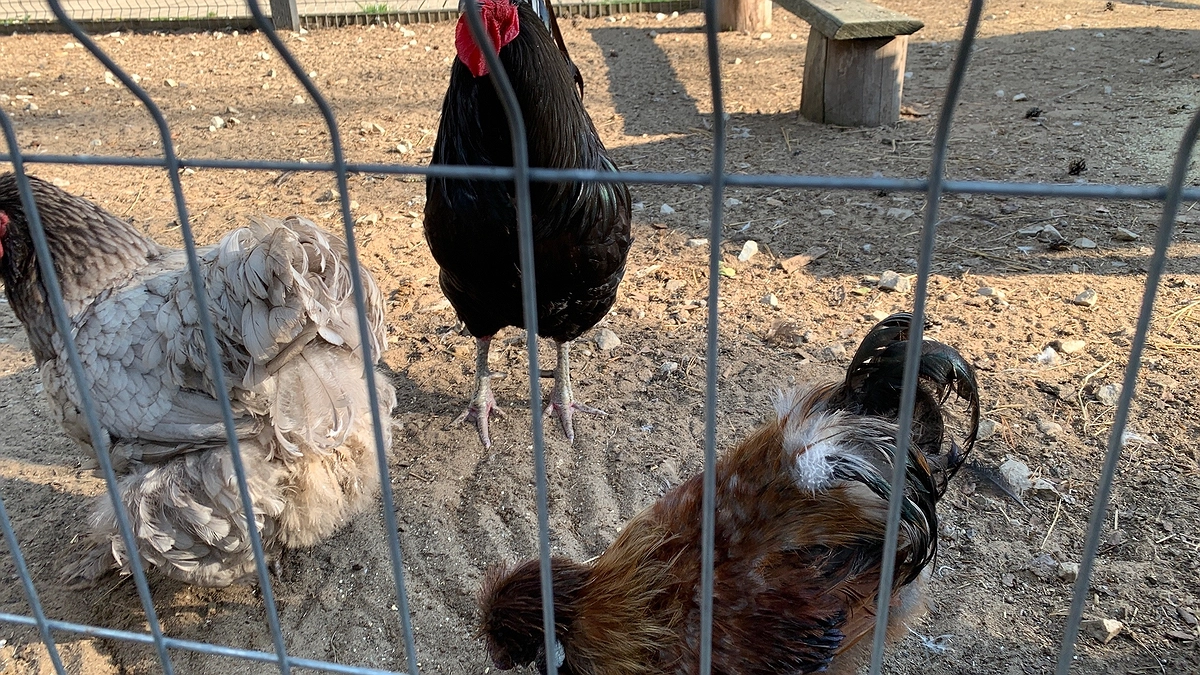 Главная картинка новости: Вши и блохи с кур убегут роняя штаны: закидываем 3 ветки в курятник — и несушки больше не лысеют