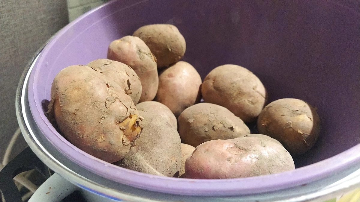 Главная картинка новости: Ученые Коми проводят испытания 4 сортов картофеля белорусской селекции