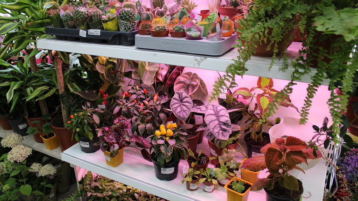 Главная картинка новости: Рассада только и мечтает об этом после пикировки: 5 капель на 1 литр - и корни станут мощными, а стебли - крепкими