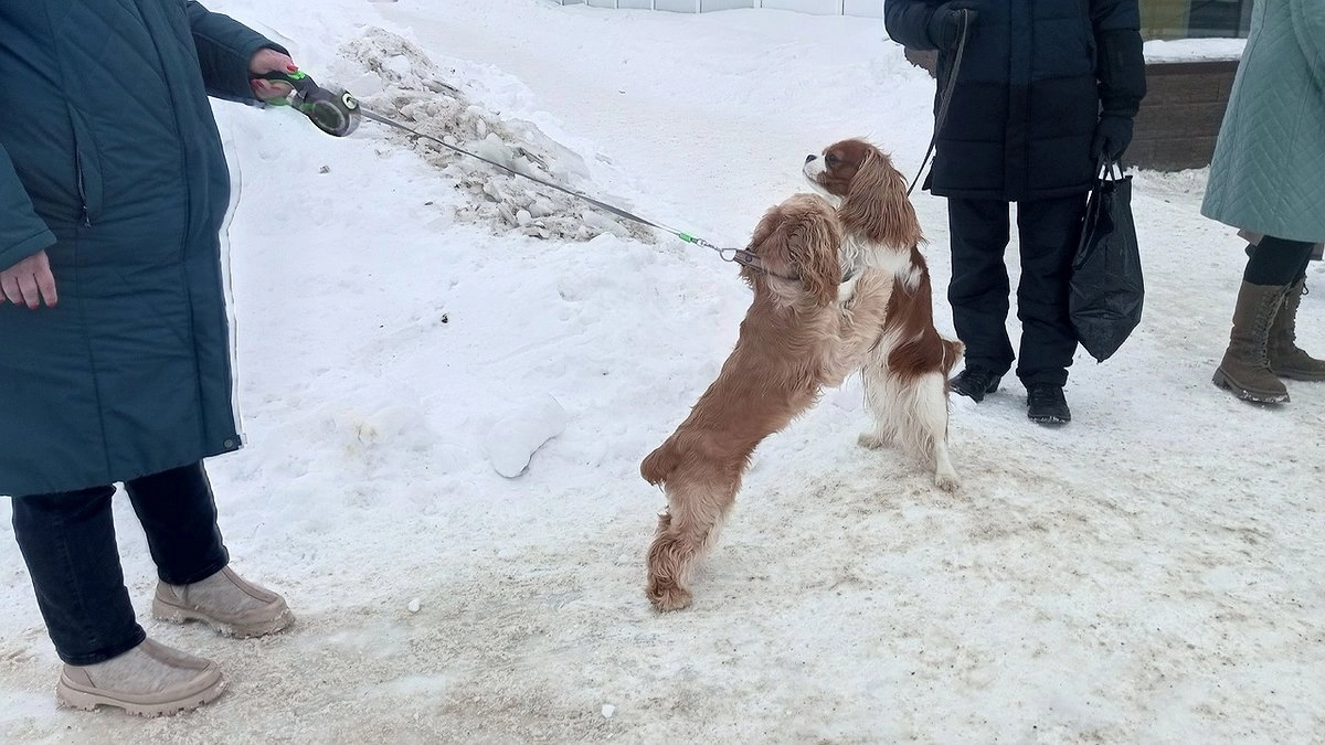 Практически все регионы РФ поддерживают создание единого реестра домашних животных - сенатор от Коми Епифанова