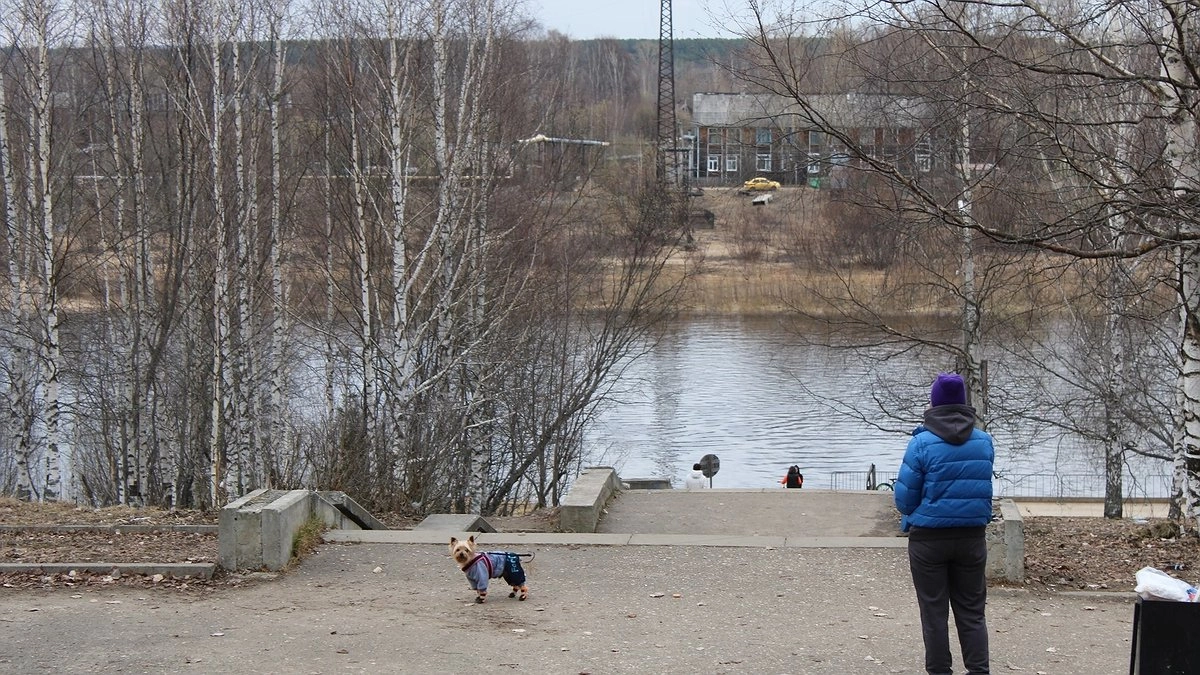 Главная картинка новости: В Коми администрация заплатит за лечение шпица, пострадавшего от стаи бродячих собак