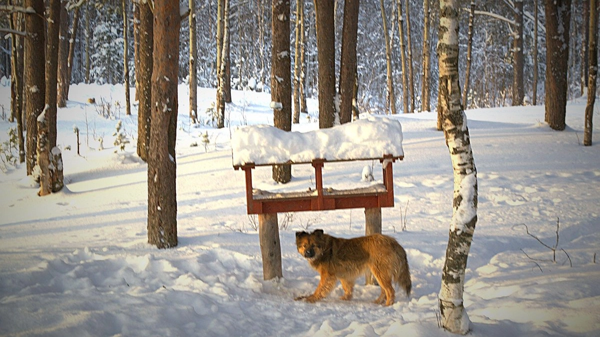 В городе Коми появилась первая площадка для выгула собак после вмешательства прокуратуры