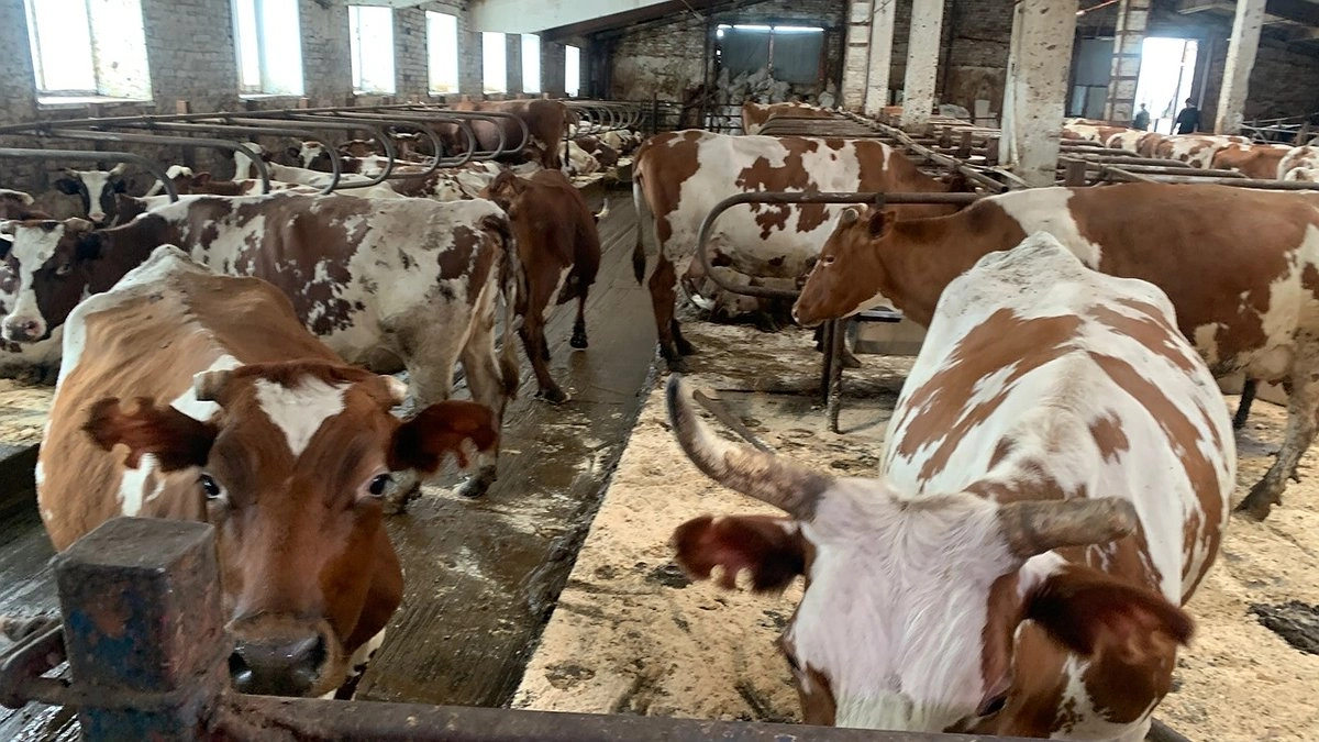 В Коми зафиксирован рост производства мяса и молочной продукции