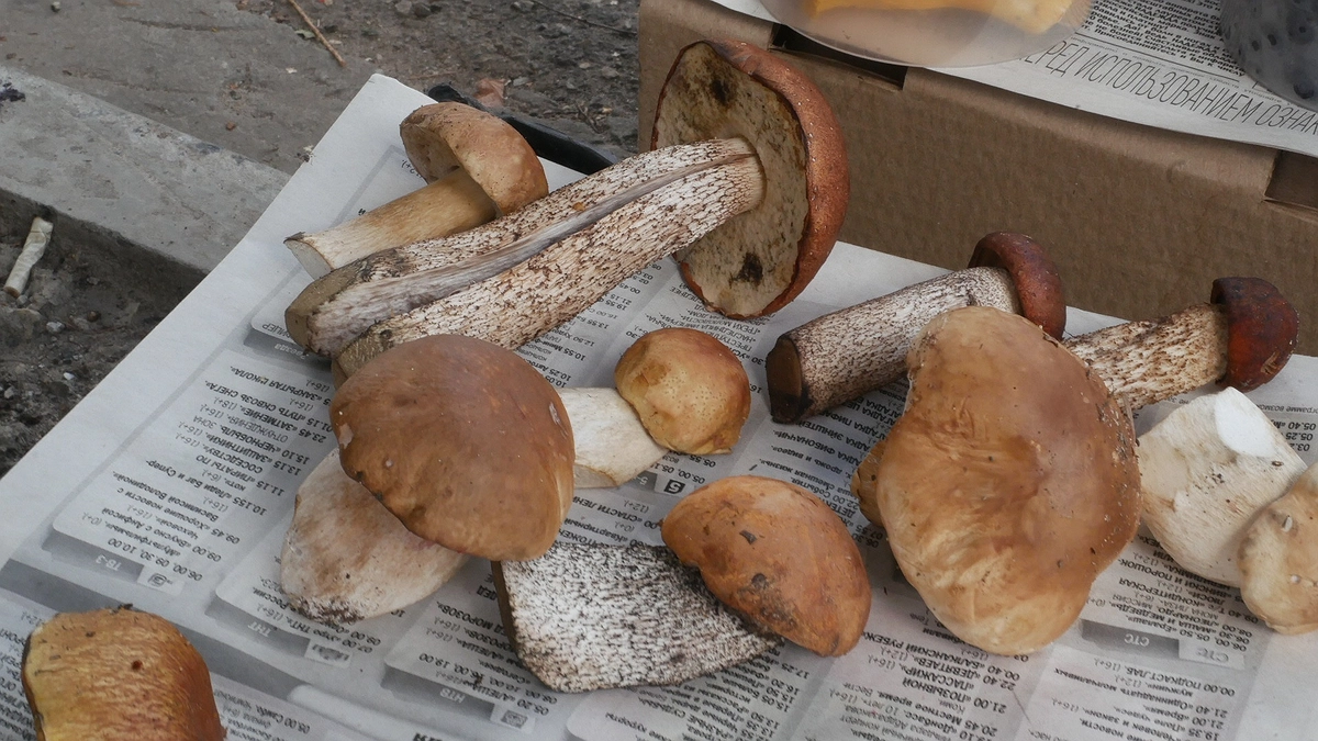 Главная картинка новости: Сколько нужно варить грибы полной до готовности - запомните раз и навсегда