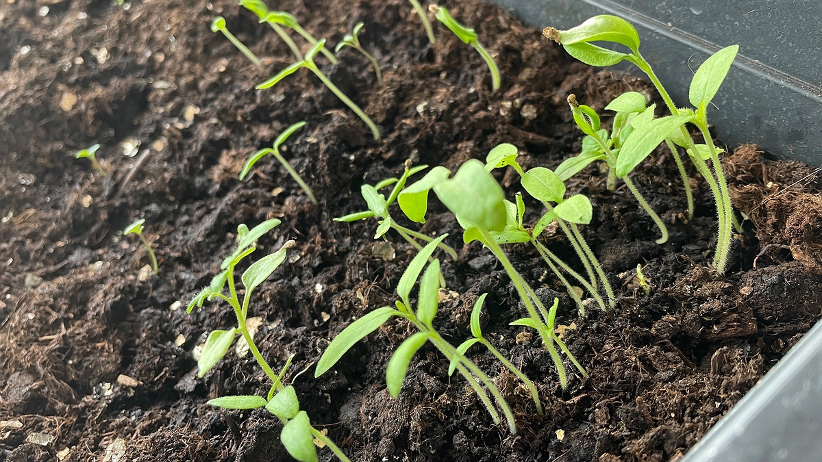 Льем это в перцы и томаты - и через три дня получаем мощную и здоровую рассаду: лайфхак от известного дачника