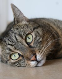 Фотография автора: Вероника Фролкина 