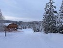 В Усинске не будут мешать лесу восстанавливаться самостоятельно