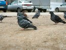 Птицы в Коми в опасности, людей призывают помочь