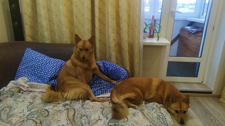 Главная картинка новости: Житель Коми четыре раза безуспешно пытался добиться возбуждения уголовного дела после трагической гибели своей собаки