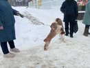 Практически все регионы РФ поддерживают создание единого реестра домашних животных - сенатор от Коми Епифанова