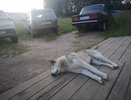 В Коми суд обязал владельца хаски компенсировать моральный вред 11-летнему мальчику