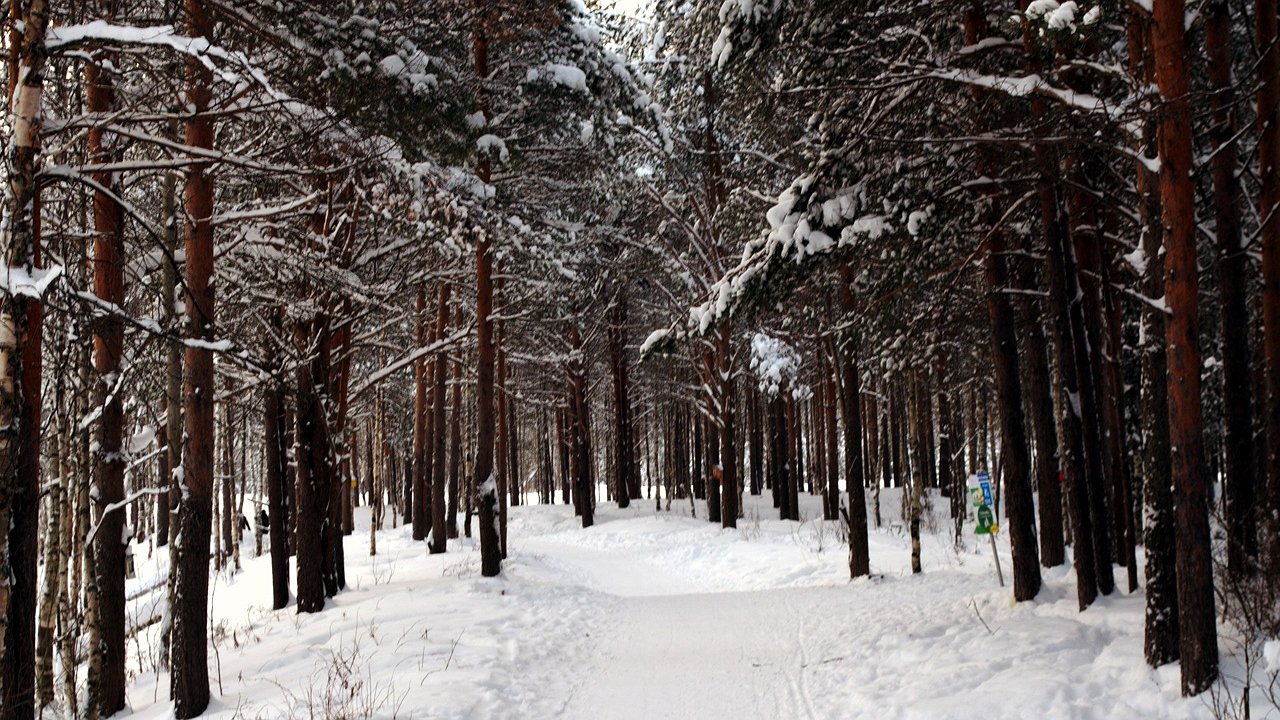 Главная картинка новости: В Коми усилили охрану елей накануне Нового года