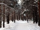 В Коми усилили охрану елей накануне Нового года
