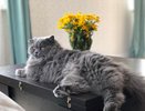 Внимательно следите за поведением кошки: главный признак глистов, который вы точно не пропустите