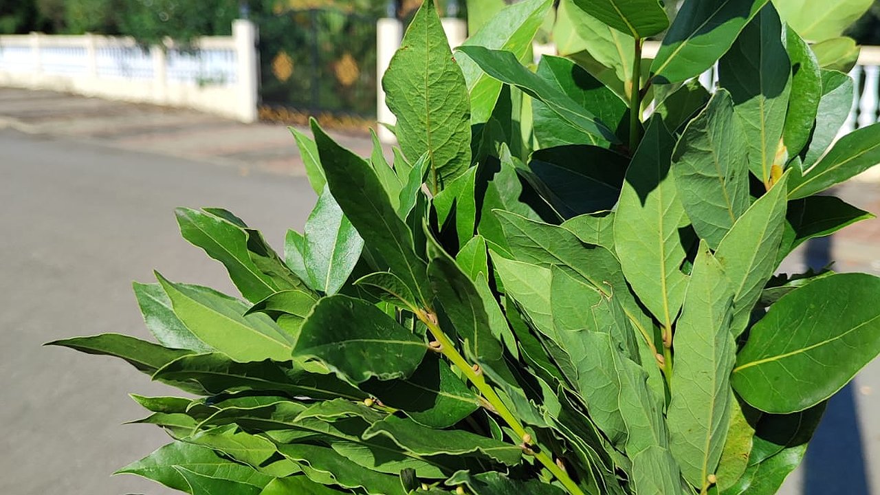 Главная картинка новости: Успокойте свои бессонные ночи с помощью лаврового листа: удивительные свойства, о которых вы и не подозревали