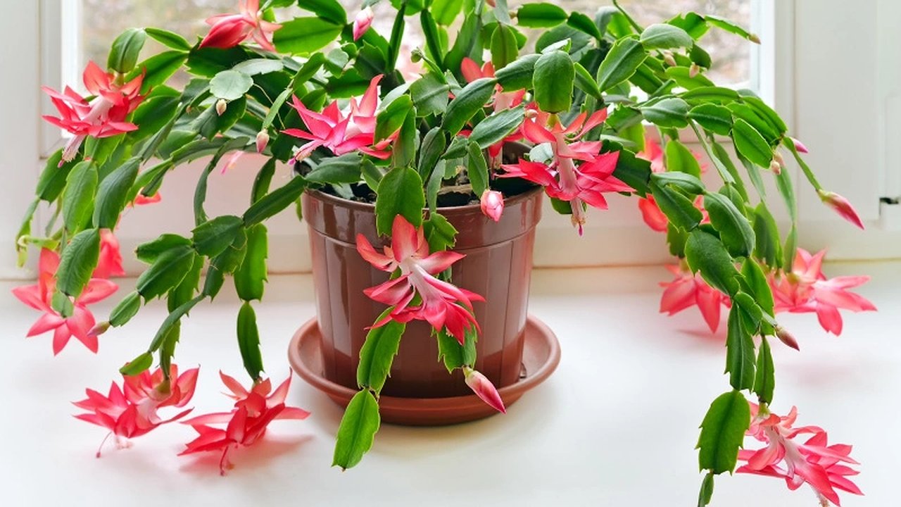 Главная картинка новости: 10 мл на 1 л воды — увидите десятки бутонов: удобрение для декабриста — без скорлупы и кожуры банана