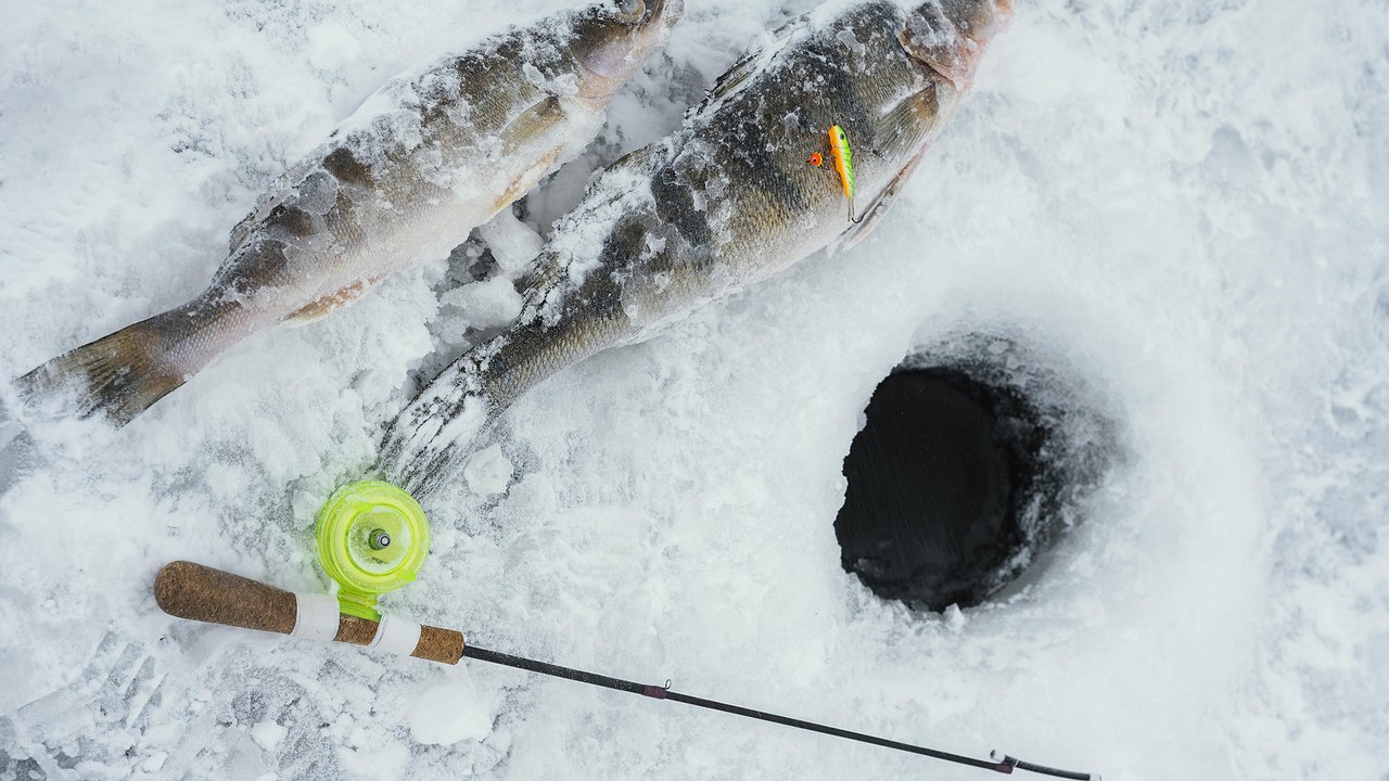 Главная картинка новости: И прикормка не нужна — новый способ подледной рыбалки в январе