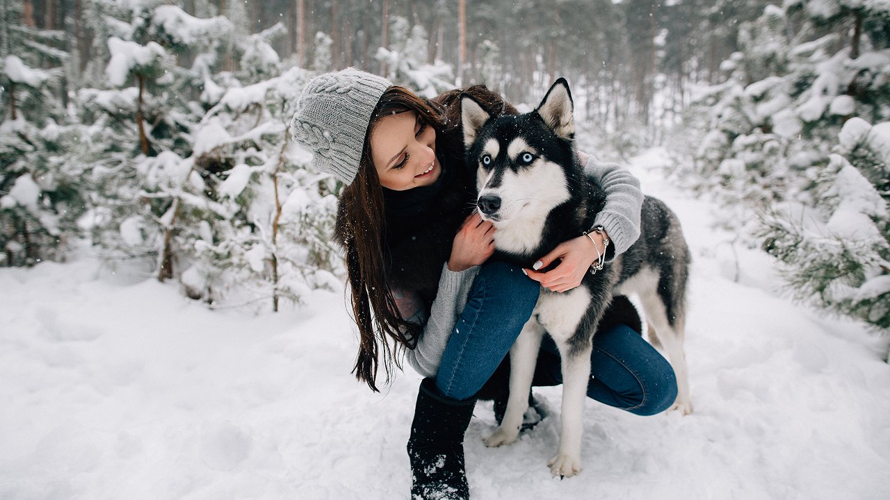 Главная картинка новости: Нового хозяина не признают никогда: 5 невероятно преданных пород собак
