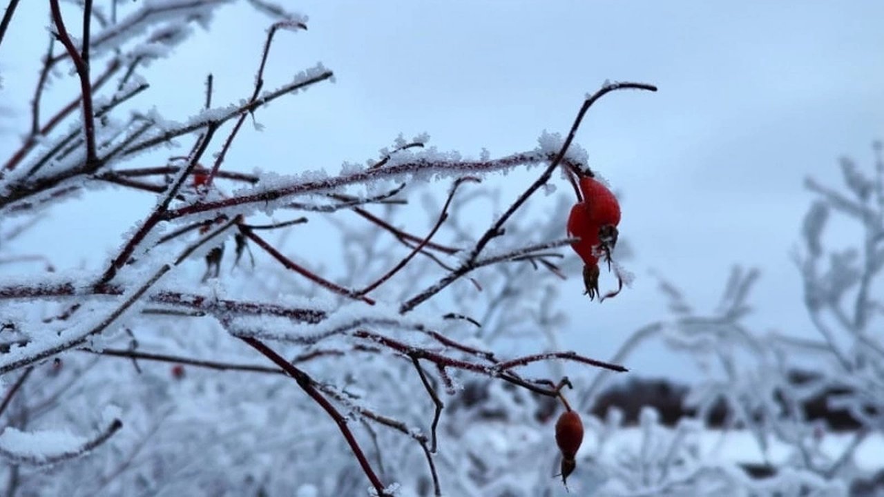 Главная картинка новости: «Январь обещает быть аномальным». Синоптики сказали чего ожидать