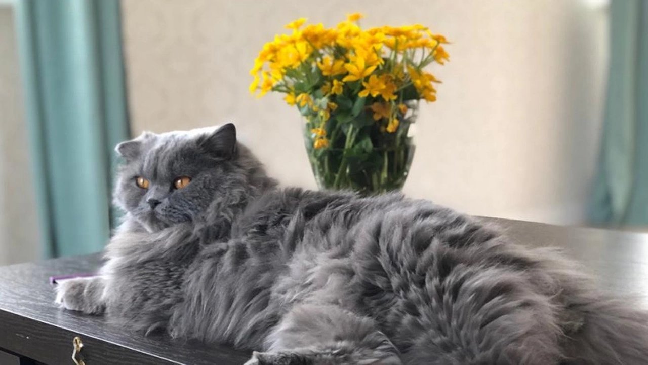 Главная картинка новости: Как избежать кошачьего гнева: рекомендации для хозяев