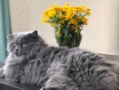 Как избежать кошачьего гнева: рекомендации для хозяев