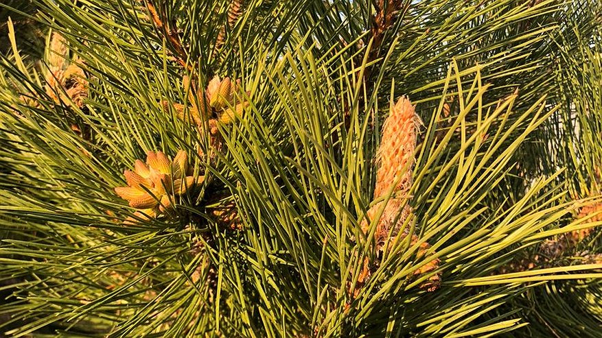 Главная картинка новости: Сосновые иголки заливаю уксусом — всю зиму не нарадуюсь своей хитрости: потрясающий совет для домохозяек