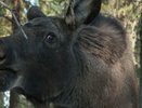 Для сохранения лосефермы в Коми нужен новый загон