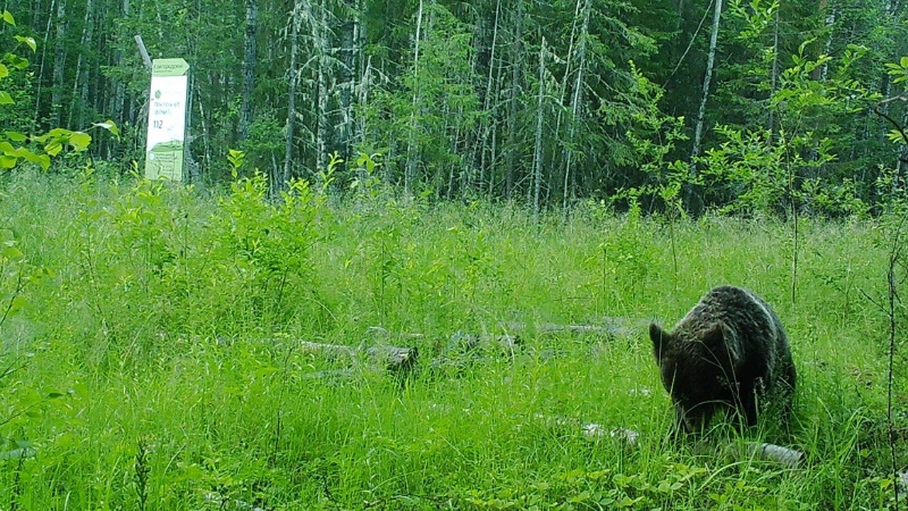 Главная картинка новости: Нацпарк Койгородский в 2024 году посетили 300 туристов