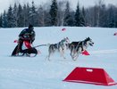 В Коми состоялись гонки на собачьих упряжках