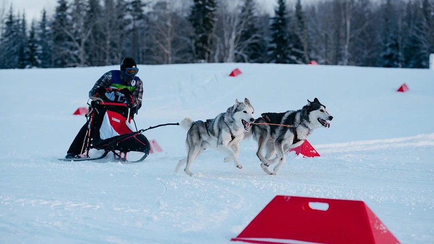 Главная картинка новости: В Коми состоялись гонки на собачьих упряжках
