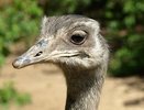 Василий или Василиса: страус-беглец из Коми может «сменить пол»