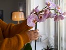 20 капель в воду — и орхидея распускает огромные цветки как по команде: мощное удобрение для пышного цветения и роста
