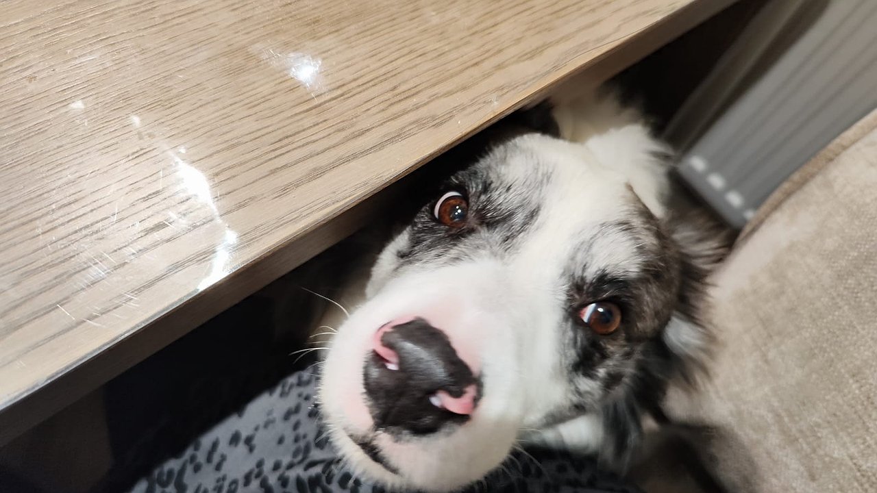 Главная картинка новости: Не оставляйте свет для животных: 90% владельцев совершают эту ошибку