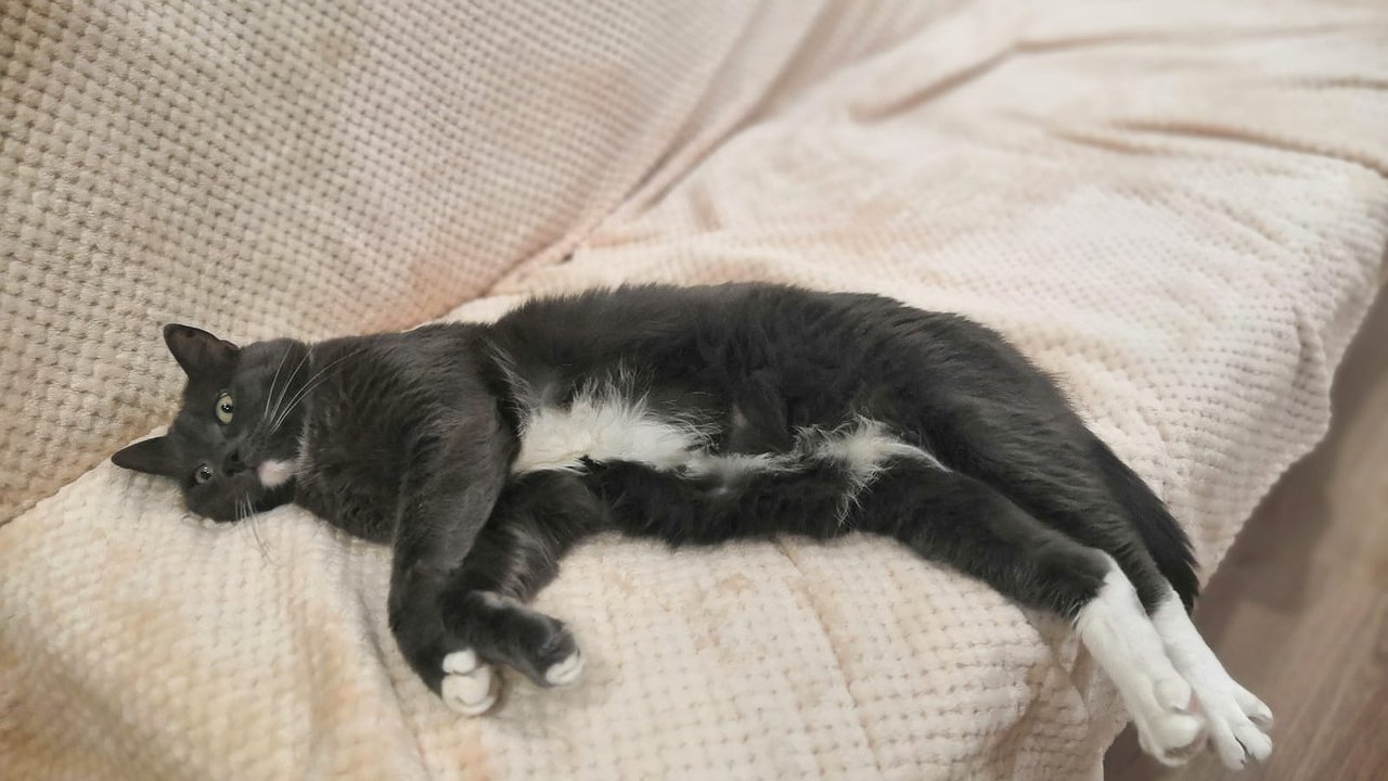 Главная картинка новости: Неизведанные тайны кошачьего сна: что скрывают ваши домашние питомцы