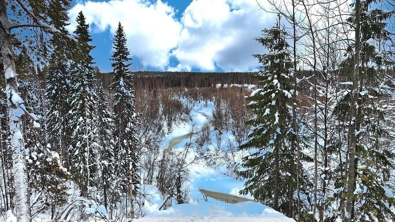 Главная картинка новости: Новый арктический резидент из Усинска приглашает в лес: стартует проект «Домик в лесу»