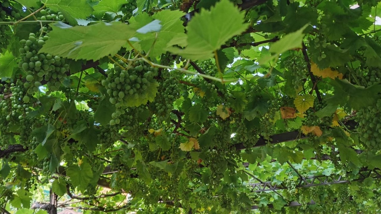 Главная картинка новости: Эта ягода — самая вредная: а мы покупаем ее как лакомство, еще и детей заставляем это пробовать