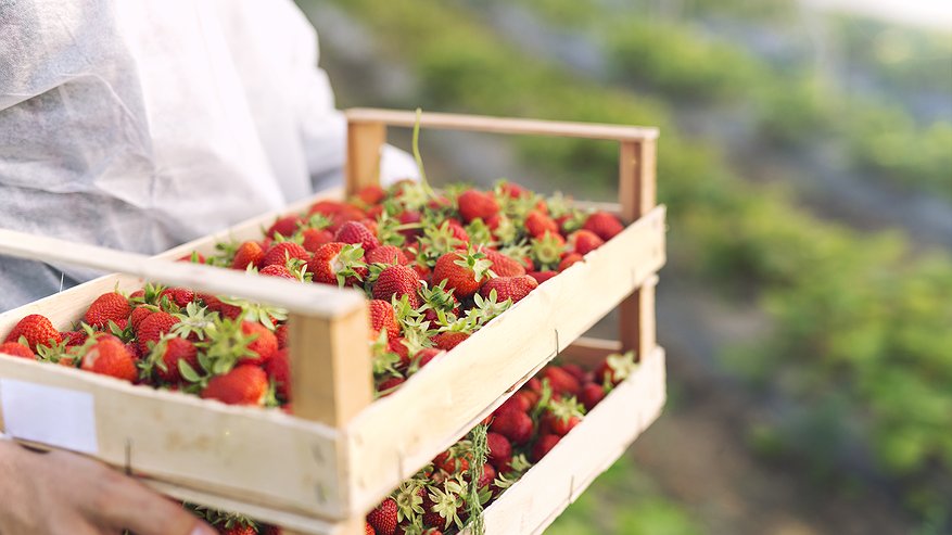 Главная картинка новости: В марте бросаю горсть под кусты клубники: летом собираю урожай крупных сочных ягод