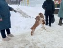 В Коми укус собаки обошелся хозяйке в 200 тысяч рублей