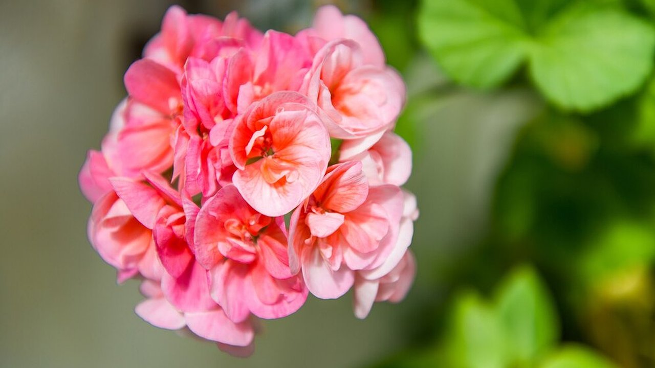 Главная картинка новости: 2 капли в воду – и герань пышет здоровьем: мощные шапки обеспечены