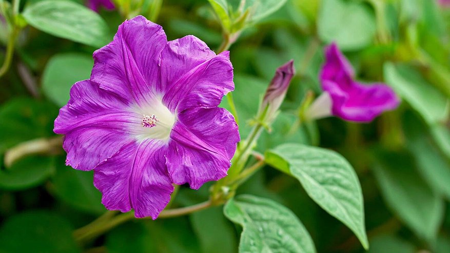 Главная картинка новости: Лучше петуний и тюльпанов: цветок, который привлечет внимание всех соседей