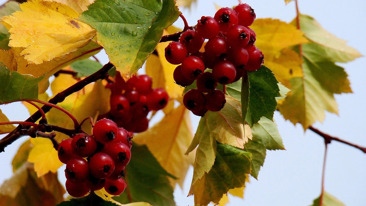 Главная картинка новости: Эта ягода очень опасная: а мы покупаем ее как деликатес и кормим детей