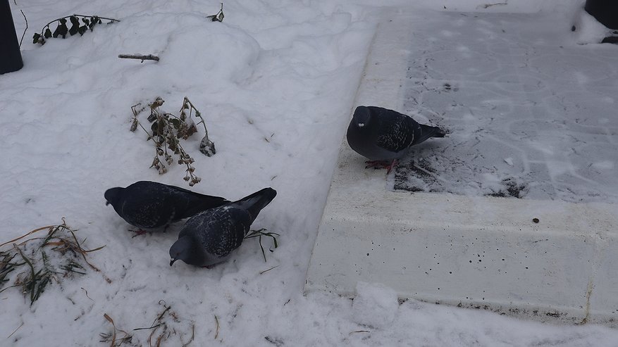 Главная картинка новости: Россельхознадзор проведет исследования на птичий грипп в Коми