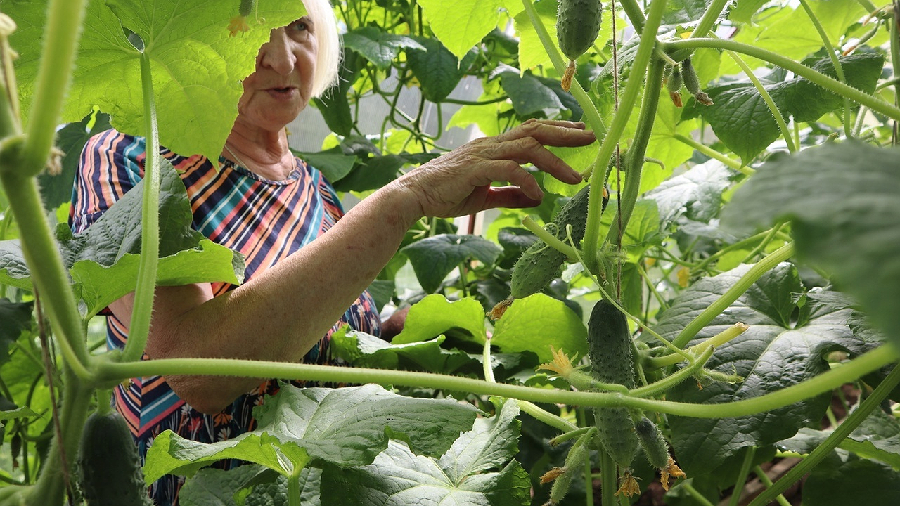 Главная картинка новости: Не огурчики, а подарок: завязываются в холод и в дождь — урожай пикулей через 35 дней будете успевать собирать 